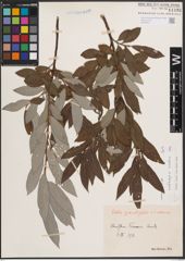 Foto von Salix caprea L. x Salix eleagnos Scop.